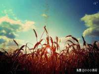 郑州晟禾生物科技有限公司