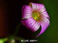 郑州晟禾生物科技有限公司