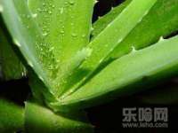 郑州晟禾生物科技有限公司