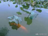 郑州晟禾生物科技有限公司