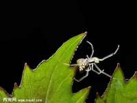 郑州晟禾生物科技有限公司