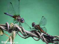 郑州晟禾生物科技有限公司