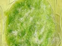 郑州晟禾生物科技有限公司