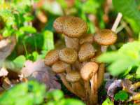 郑州晟禾生物科技有限公司