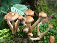 郑州晟禾生物科技有限公司