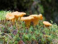 郑州晟禾生物科技有限公司