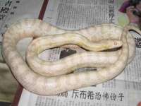 郑州晟禾生物科技有限公司