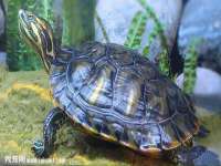 郑州晟禾生物科技有限公司