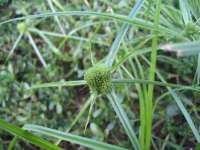 郑州晟禾生物科技有限公司